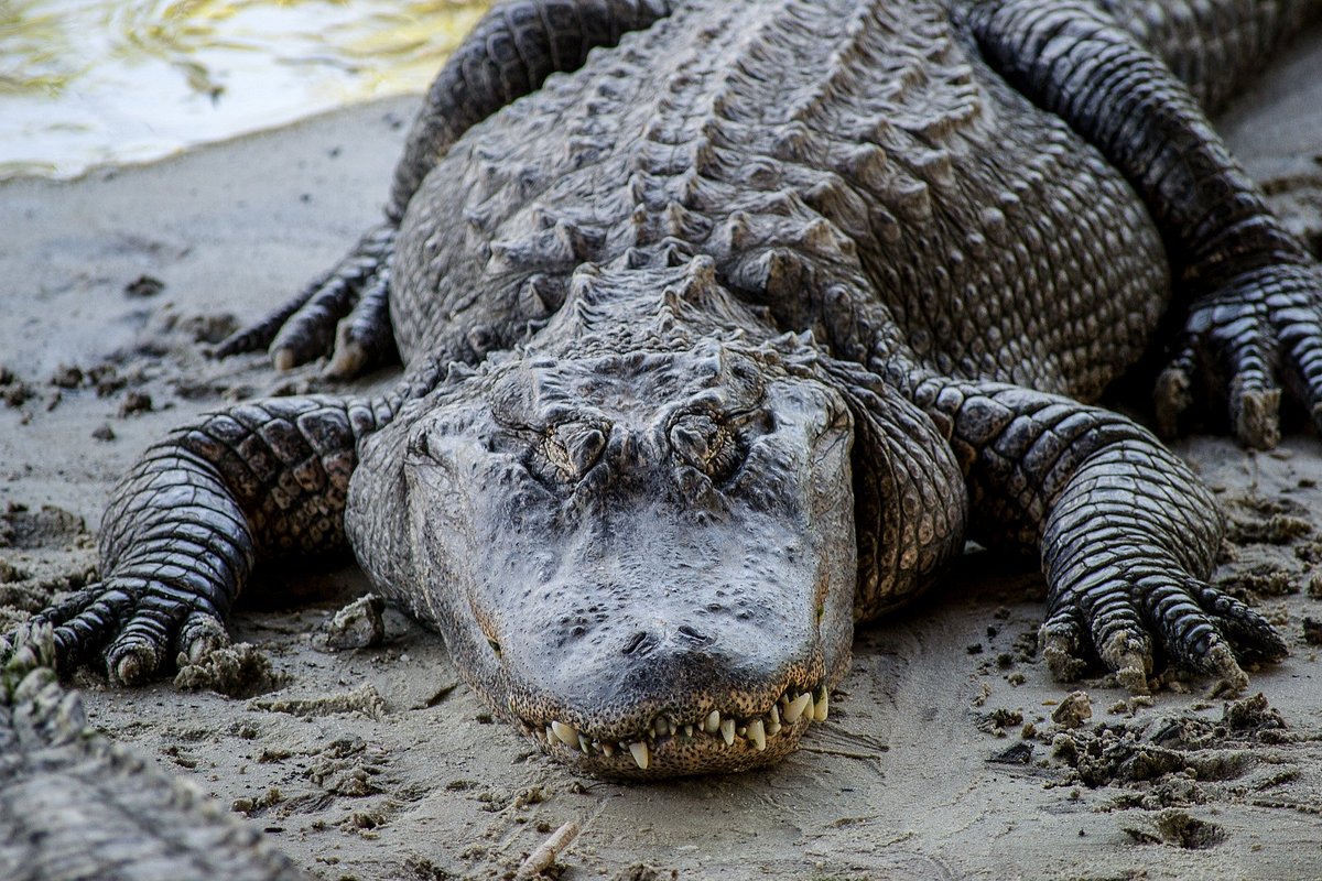 Alligator Adventure